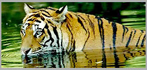 Corbett Tiger Safari