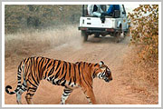 Corbett Tiger Safari