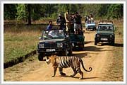 Kanha National Park  tiger safari