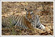 Kanha National Park 