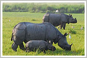 Kaziranga