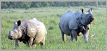 Kaziranga Rhino Safari with Sundarban