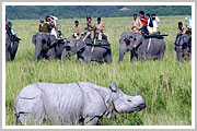 Kaziranga Rhino Safari 