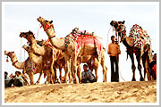 camel safari