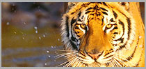 Rajasthan Wildlife Tour