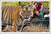 Ranthambhore