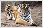 Ranthambhore