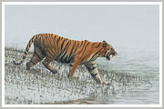 Sundarban National Park 